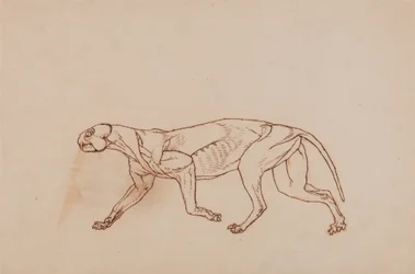 Leopard Body, Lateral View (Later stage in dissection, superficial connective tissue and ears removed)