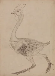 Fowl Body, Lateral View (Study for key figure to Table X)