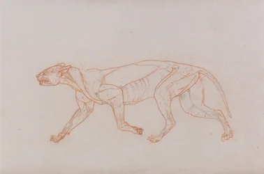 Leopard Body, Lateral View