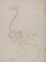 Fowl Skeleton, Lateral View (Outline drawing of the skeleton)
