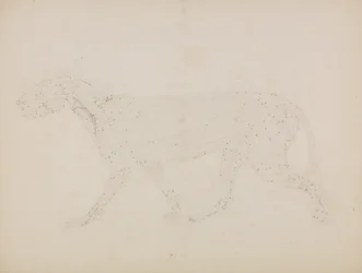Tiger Body, Lateral View (Study of the upper layers of muscles and their blood supply prepared for the key figure to Table XIV)