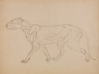Tiger Body, Lateral View