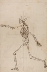 Human Skeleton, Lateral View