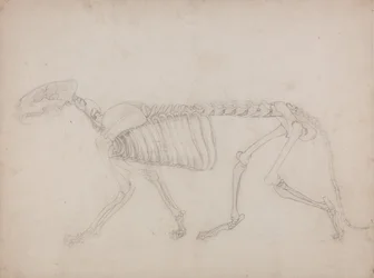 Tiger Skeleton, Lateral View