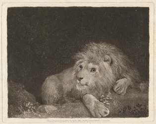 A Lion [A recumbent Lion]