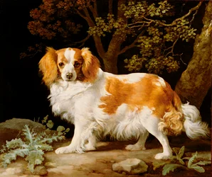 A Liver and White King Charles Spaniel in a Wooded Landscape