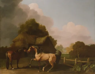 A Roan Stallion and a Bay Mare