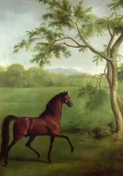 An Arabian Stallion beneath a Tree
