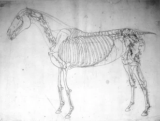 Anatomical study of a horse