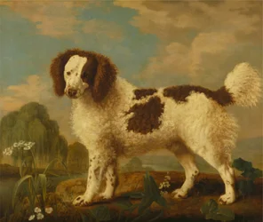 Brown and White Norfolk or Water Spaniel