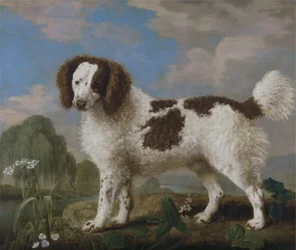 Brown and White Norfolk or Water Spaniel