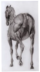 Dorsal View of the Muscle Structure of a Progressively Dissected Horse, Study No. 7 from The Anatomy of the Horse, 1766