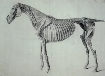 Finished Study for the Fifth Anatomical Table of a Horse