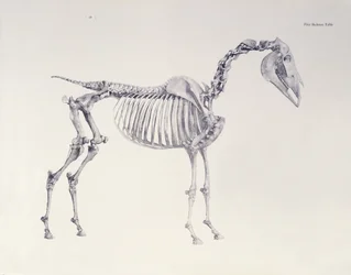 First Skeleton Table, from 
