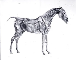 Fourth Anatomical Table, from 