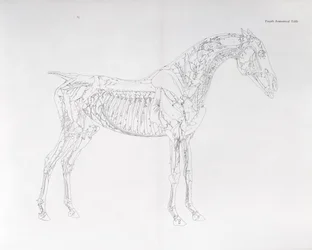 Fourth Anatomical Table (from 