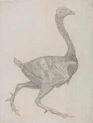 Fowl Body, Lateral View (Probably Prepared for Transfer to the Plate for Engraving of Table XV)