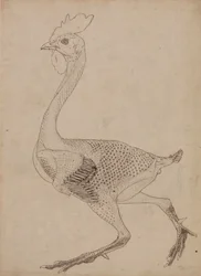 Fowl Body, Lateral View