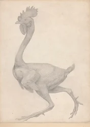 Fowl, Lateral View with Most Feathers Removed (Finished Study for Table X)