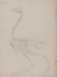 Fowl Skeleton, Lateral View