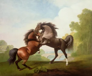 Horses Fighting