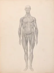 Human Figure, Anterior View, Skin and Underlying Fascial Layers Removed (Finished Study)