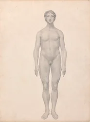 Human Figure, Anterior View