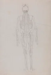 Human Figure, Posterior View (Outline drawing for a key figure showing the final stage of dissection)