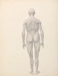 Human Figure, Posterior View, Partially Dissected (Finished Study for Table XII)