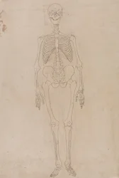 Human Skeleton, Anterior View