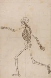 Human Skeleton, Lateral View