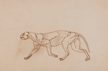 Leopard Body, Lateral View