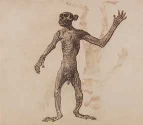 Monkey Standing, Anterior View