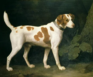 Portrait of a Hound belonging to William Pitt