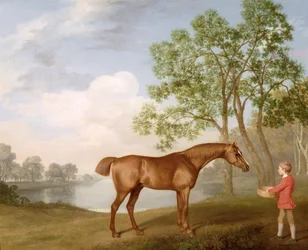 Pumpkin with a Stable-Lad