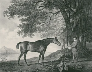Sharke, engraved by George Townley Stubbs, pub. 1794