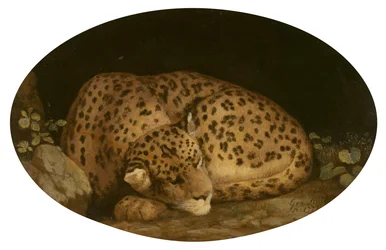 Sleeping Leopard