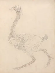Study of a Fowl, Lateral View, Diagram for Key to Table XV, from A Comparative Anatomical Exposition of the Structure of the Human Body with that of a Tiger and a Common Fowl