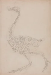 Study of a Fowl, Lateral View, from A Comparative Anatomical Exposition of the Structure of the Human Body with that of a Tiger and a Common Fowl