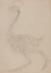 Study of a Fowl, Lateral View, from A Comparative Anatomical Exposition of the Structure of the Human Body with that of a Tiger and a Common Fowl