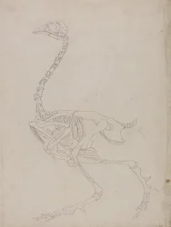 Study of a Fowl, Lateral View, from A Comparative Anatomical Exposition of the Structure of the Human Body with that of a Tiger and a Common Fowl