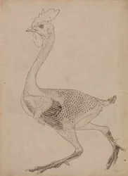 Study of a Fowl, Lateral View, from A Comparative Anatomical Exposition of the Structure of the Human Body with that of a Tiger and a Common Fowl