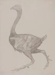 Study of a Fowl, Lateral View, from A Comparative Anatomical Exposition of the Structure of the Human Body with that of a Tiger and a Common Fowl, 1795-1806