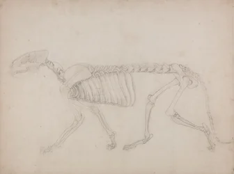 Study of a Tiger, Lateral View, from A Comparative Anatomical Exposition of the Structure of the Human Body with that of a Tiger and a Common Fowl