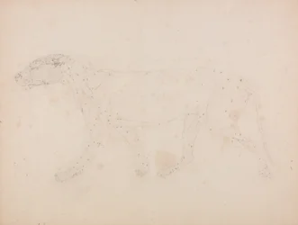 Study of a Tiger, Lateral View, from A Comparative Anatomical Exposition of the Structure of the Human Body with that of a Tiger and a Common Fowl