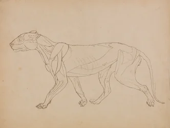 Study of a Tiger, Lateral View, from A Comparative Anatomical Exposition of the Structure of the Human Body with that of a Tiger and a Common Fowl