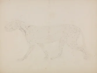 Study of a Tiger, Lateral View, from 