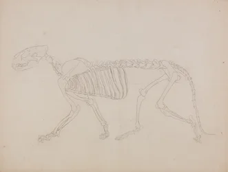 Study of a Tiger, Lateral View, from 