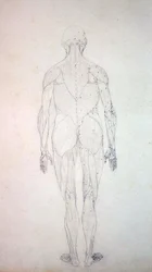 Study of the Human Figure, Posterior View, from A Comparative Anatomical Exposition of the Structure of the Human Body with that of a Tiger and a Common Fowl, c.1795-1806