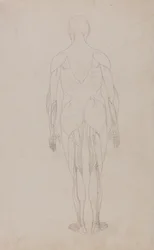 Study of the Human Figure, Posterior View, from A Comparative Anatomical Exposition of the Structure of the Human Body with that of a Tiger and a Common Fowl, c.1795-1806